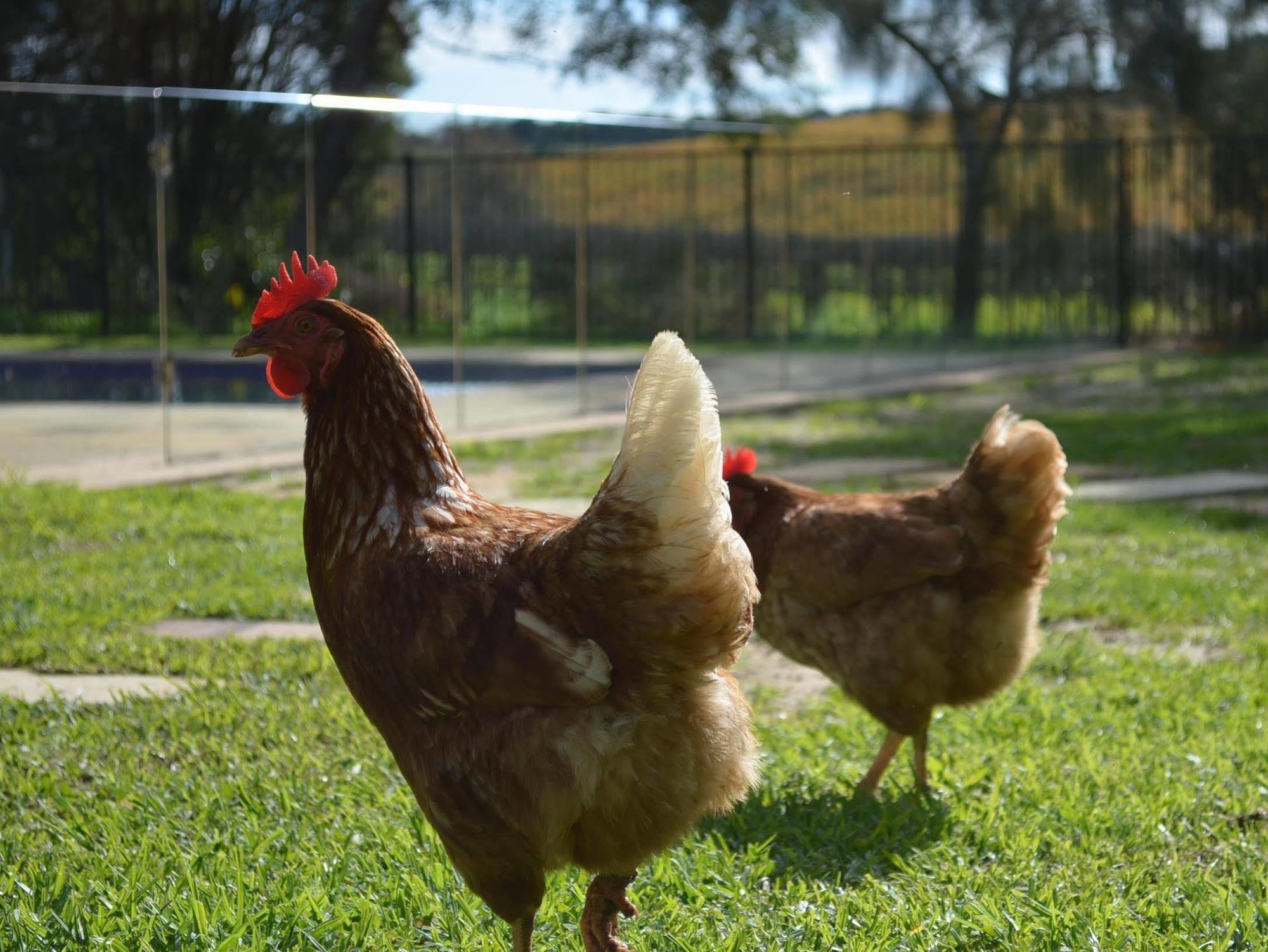 Amande Bed And Breakfast Mclaren Vale Ngoại thất bức ảnh